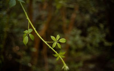 La densidad del instante